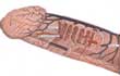 [Male Genitalia]