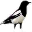 Magpie