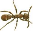 [Ant]